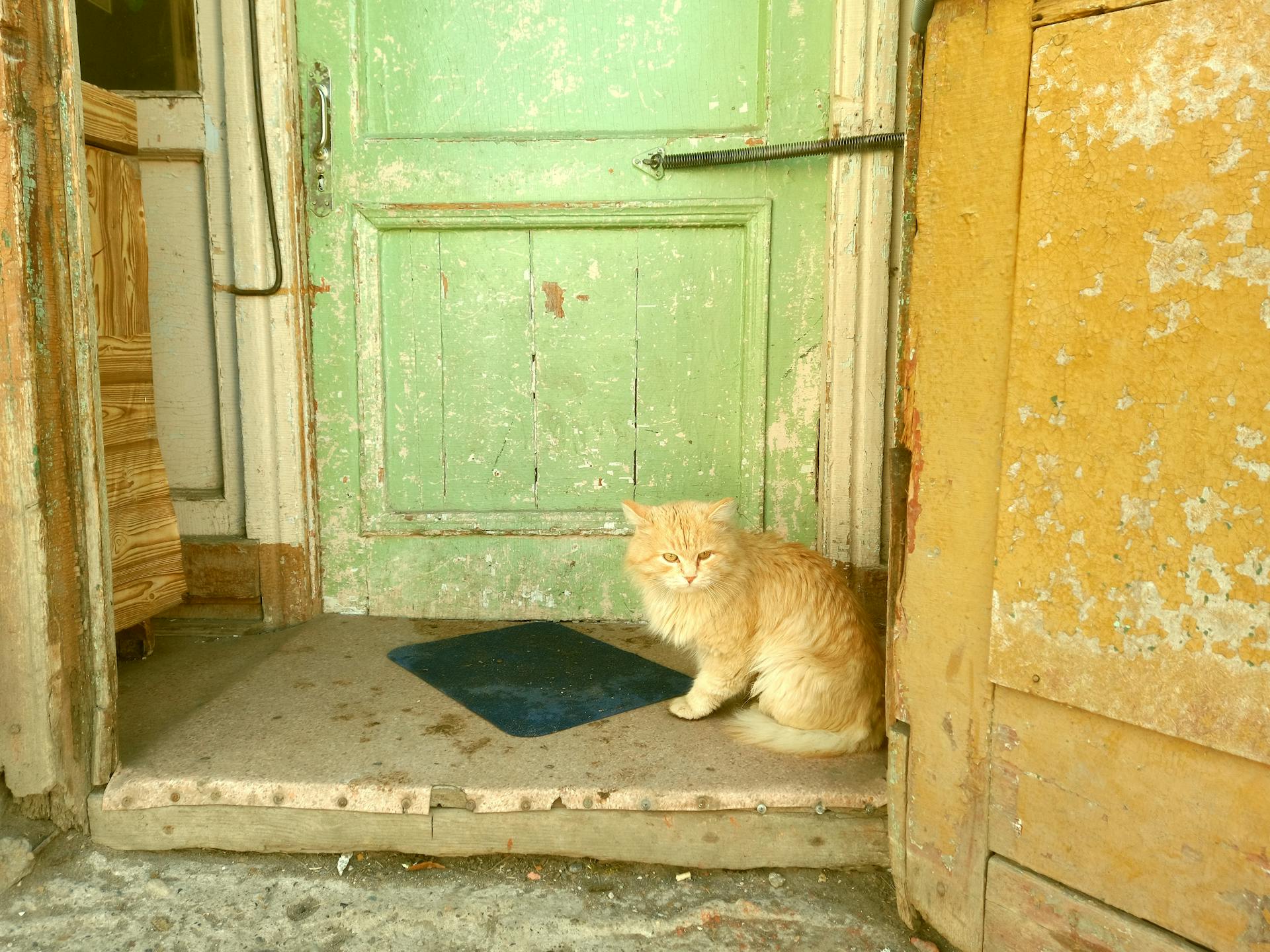 Cat Sitting Near a Wooden Door