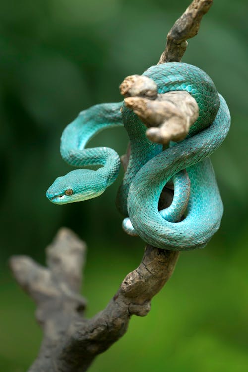 Free Green Snake on Brown Tree Branch Stock Photo