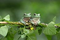 Pair of Green Frogs Sitting on Tree Branch