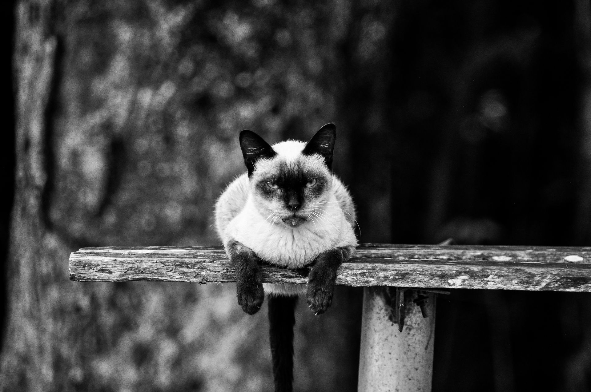 Black and white photo of a Siamese cat lounging on a weathered wooden bench outdoors.