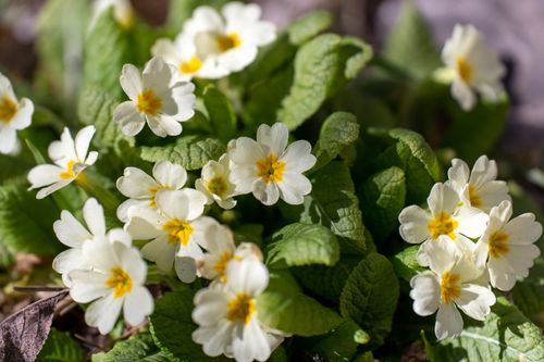 Free Captivating close-up of blooming white primrose flowers with lush green leaves. Stock Photo