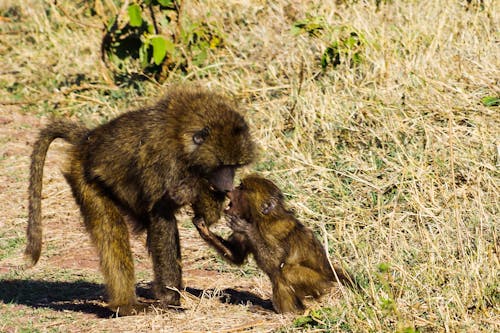 Baboon Parenting