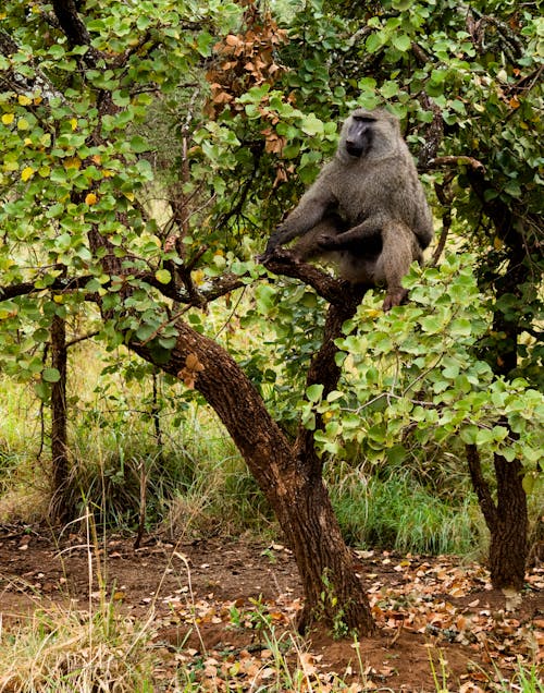 A Baboon in a Tree