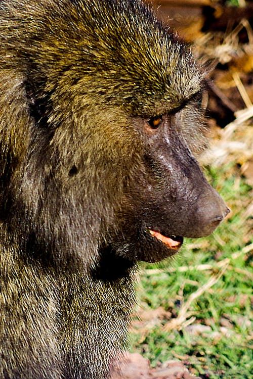 Baboon Portrait