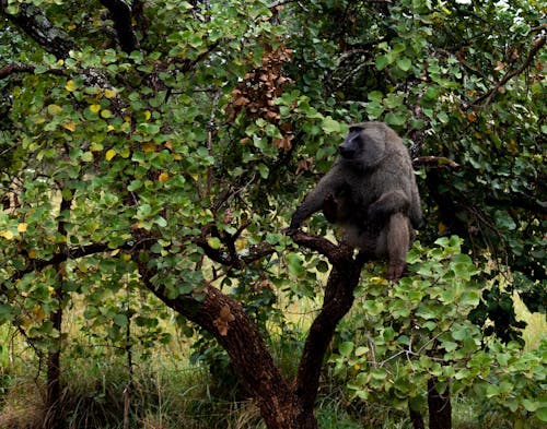 Baboon in a Tree 1