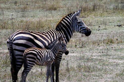 Two Zebras on the Ground