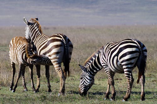 Free stock photo of africa, baby zebra, ngorongoro crater