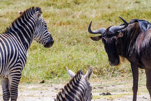 Free stock photo of africa, ngorongoro crater, safari