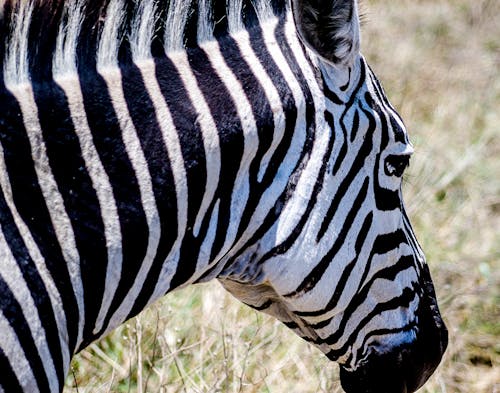 Free stock photo of africa, ngorongoro crater, safari