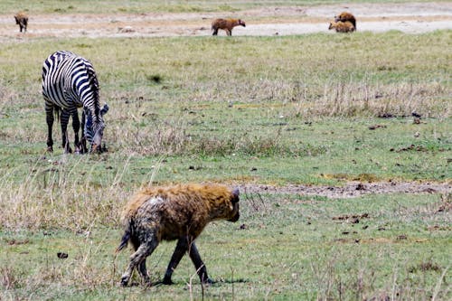 Looking for Lunch