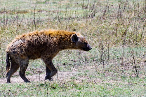 Hyena