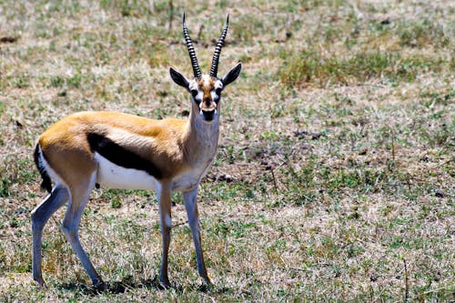 Gazelle 2