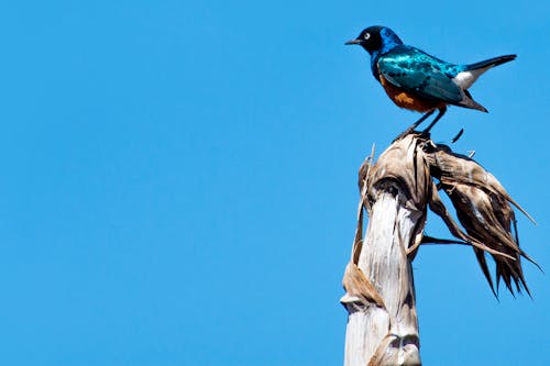 Free stock photo of africa, bird, blue sky