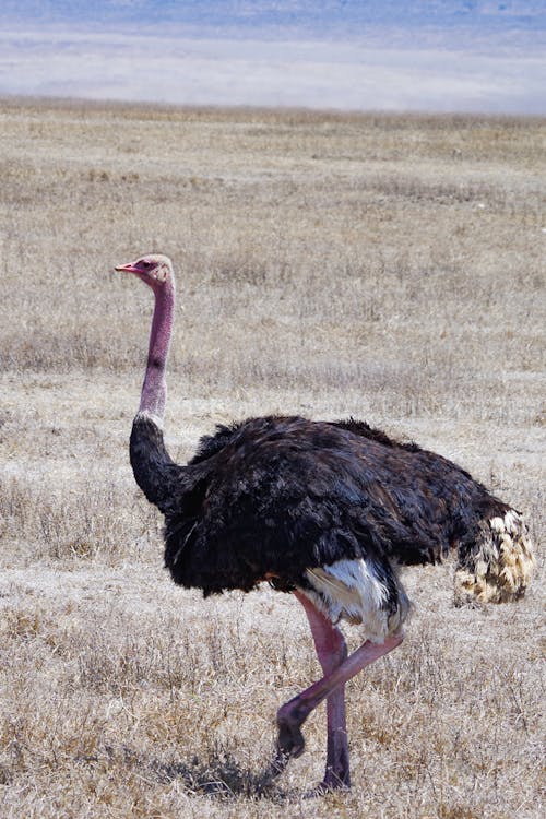 Ostrich 