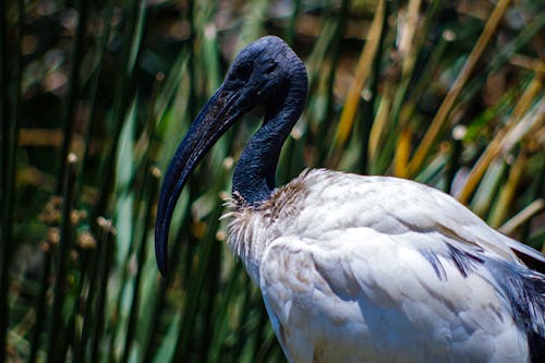 Free stock photo of africa, bird, ngorongoro crater