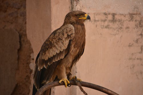 + Fotos y Imágenes de Águila dorada Gratis · Banco de Fotos Gratis