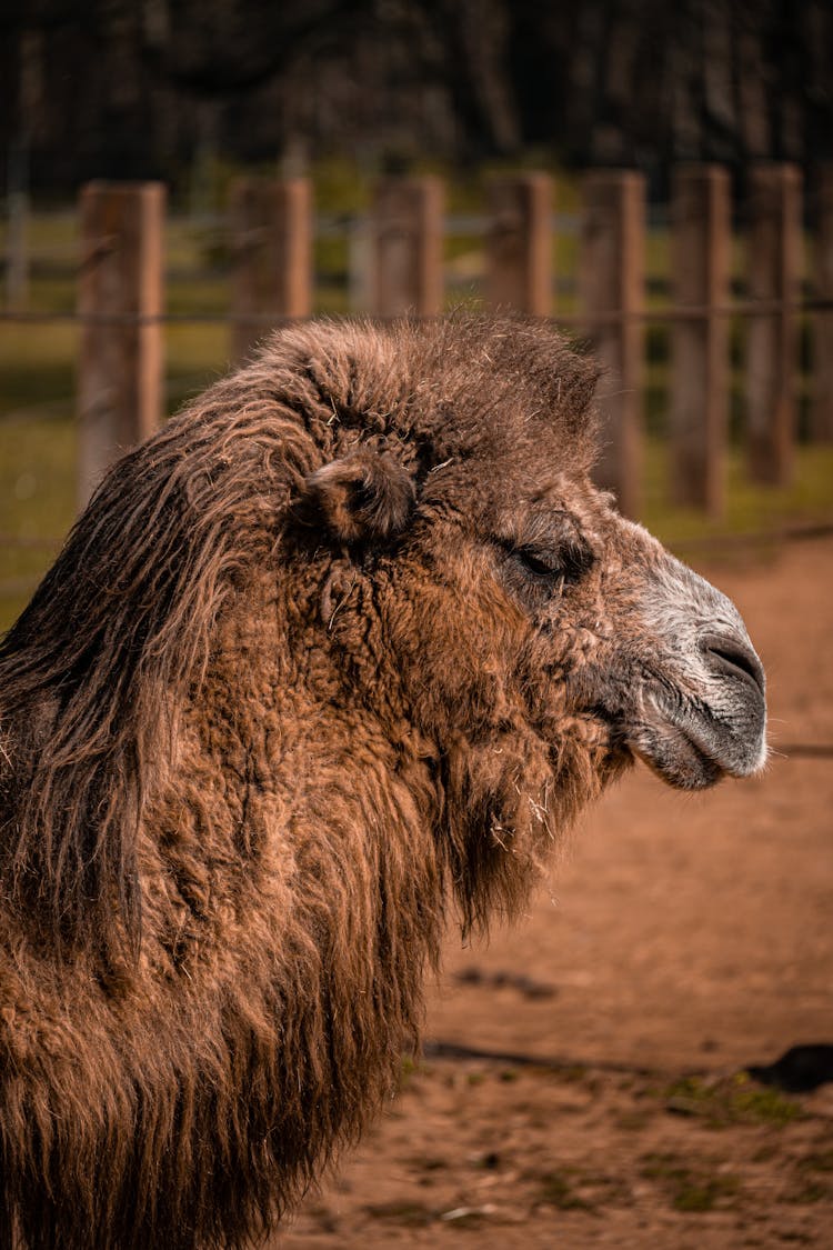 Close-up Of A Camel Head 