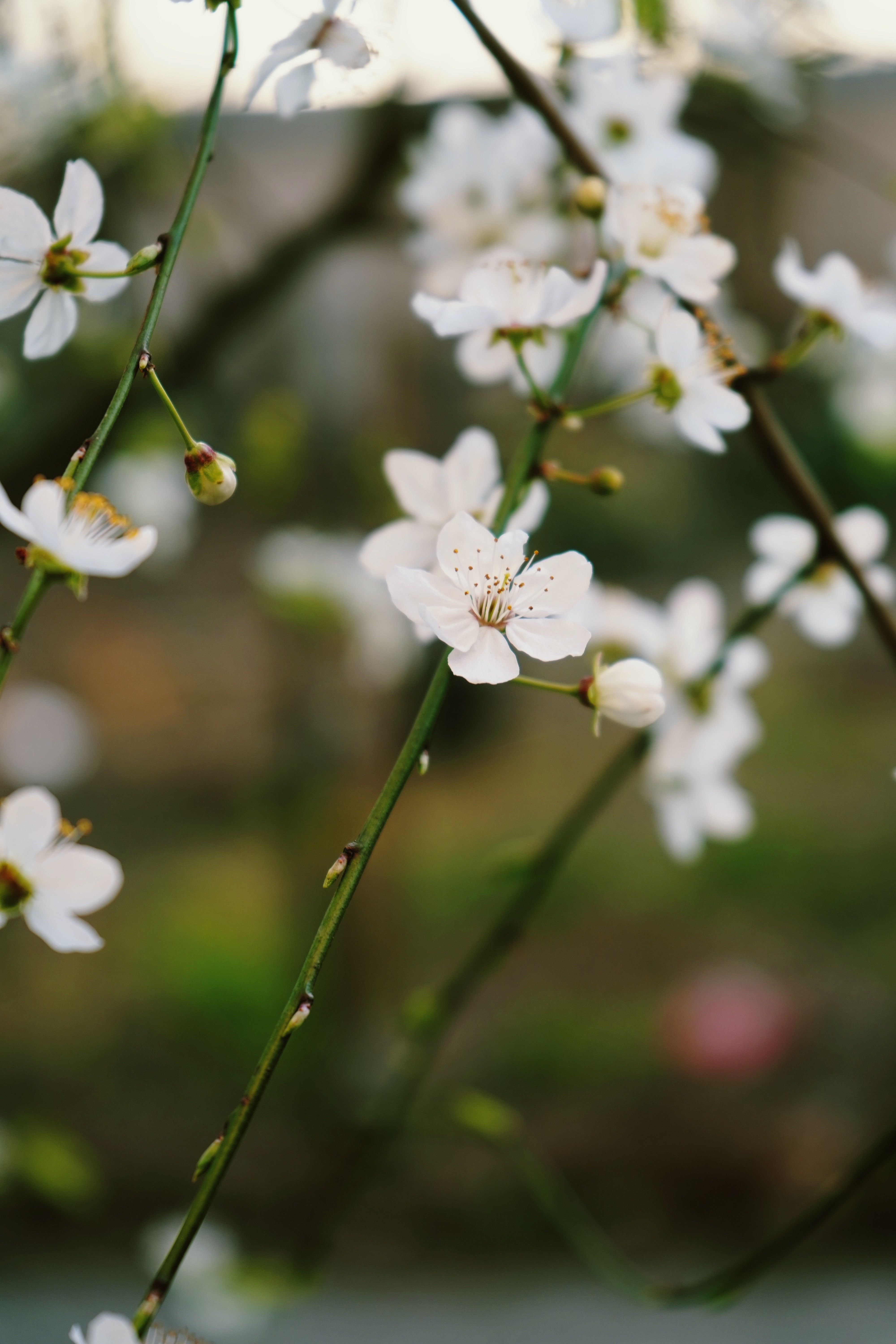 White Flowers in Close Up Photography · Free Stock Photo