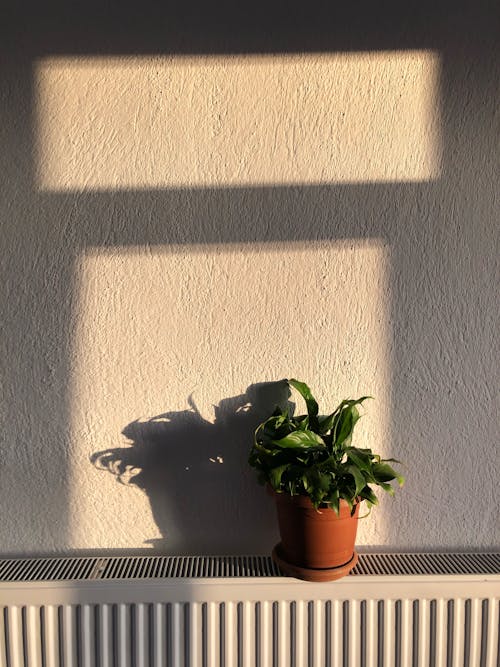 A Potted Plant Near a Wall