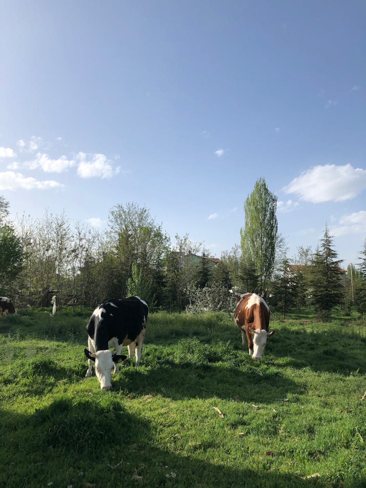 Two Cows Eating Green Grass On Grass Field Under The Blue Sky