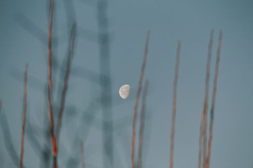 Free Peaceful landscape capturing the moon through blurred branches, evoking tranquility. Stock Photo