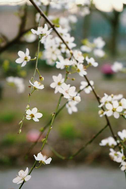 White Flowers on Branches
