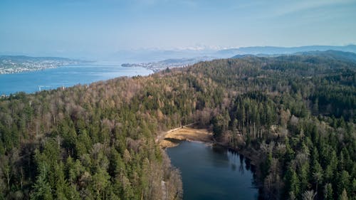 Aerial Photography of Trees in the Forest