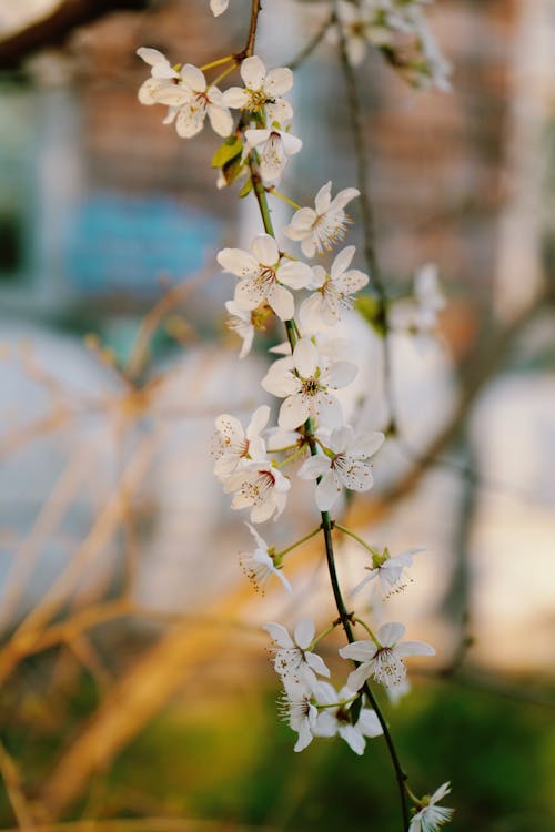 คลังภาพถ่ายฟรี ของ กรุงเบอร์ลิน, กำลังบาน, ดอกไม้