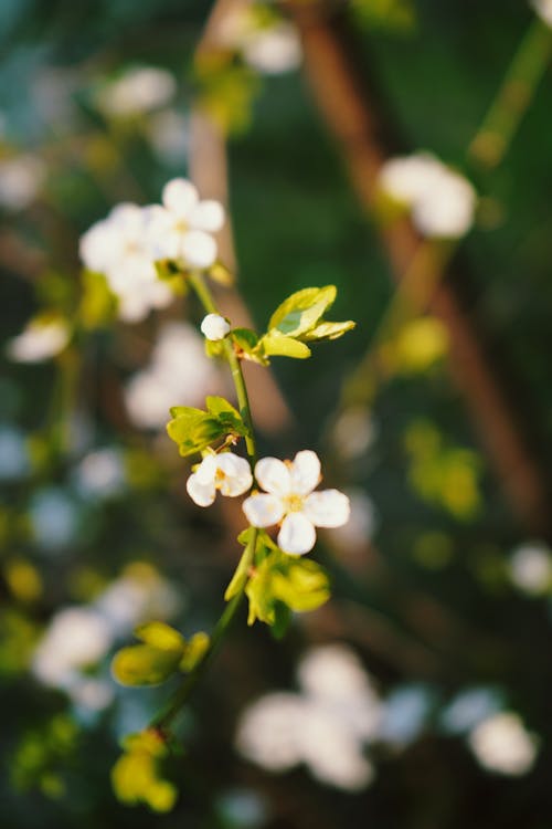 คลังภาพถ่ายฟรี ของ กรุงเบอร์ลิน, กำลังบาน, ดอกไม้