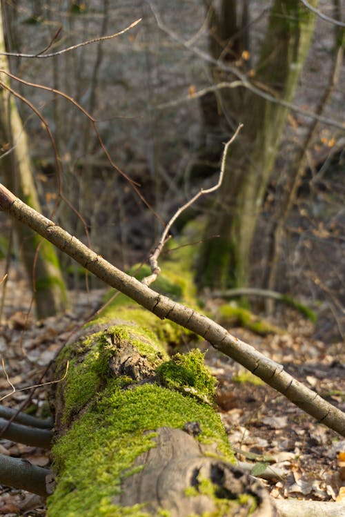 Základová fotografie zdarma na téma kmen stromu, les, mech