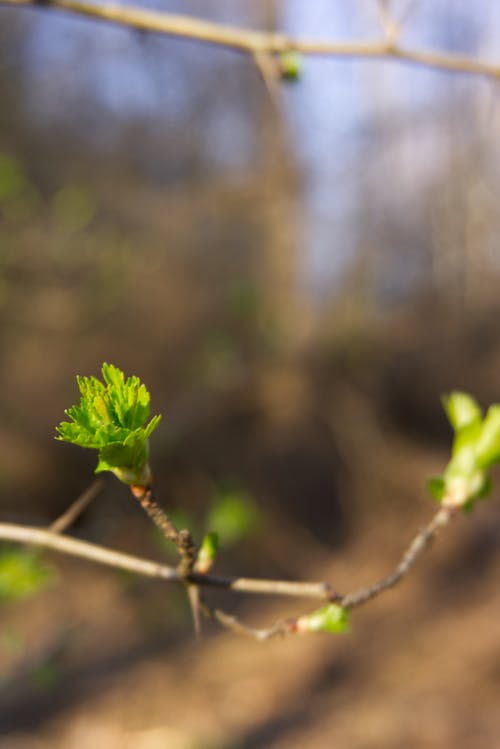 Základová fotografie zdarma na téma les, příroda, pupen