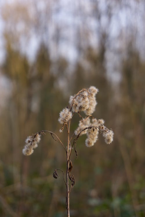 Základová fotografie zdarma na téma kvetoucí, kytka, les