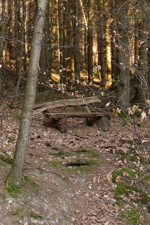 Základová fotografie zdarma na téma dřevo, hnědá, lavička