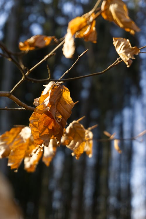 Základová fotografie zdarma na téma hnědá, les, listy