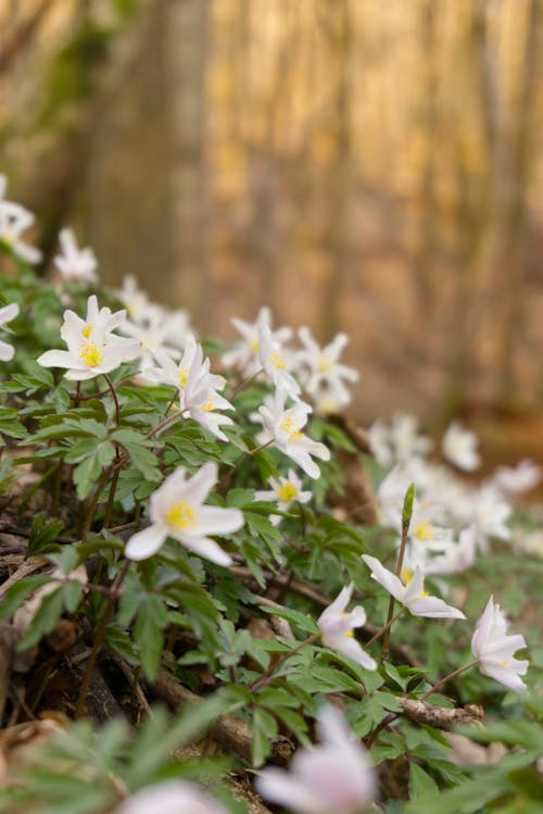 Základová fotografie zdarma na téma bílá, květiny, kvetoucí