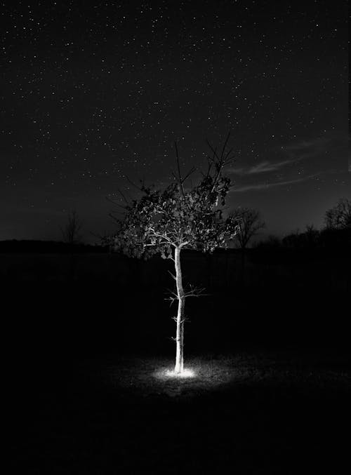 Grayscale Photo of a Tree under a Starry Sky