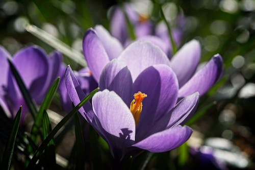 Close Up Photo of Purple Flowers