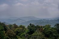 An Aerial Shot of a Forestland
