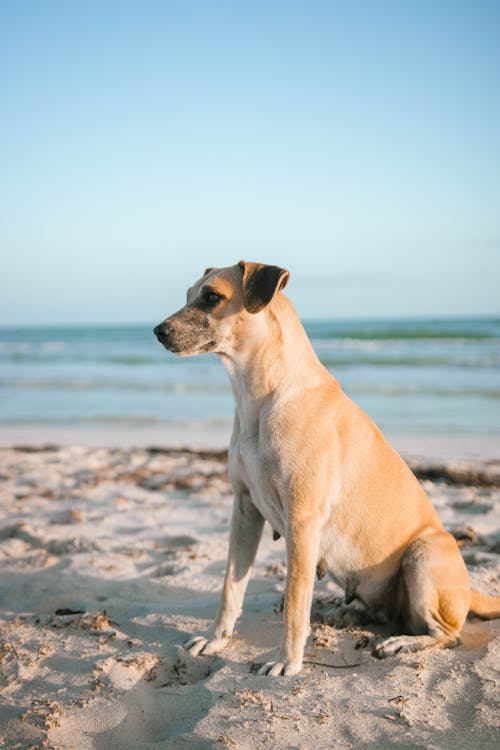 Free Dog at the Beach Stock Photo