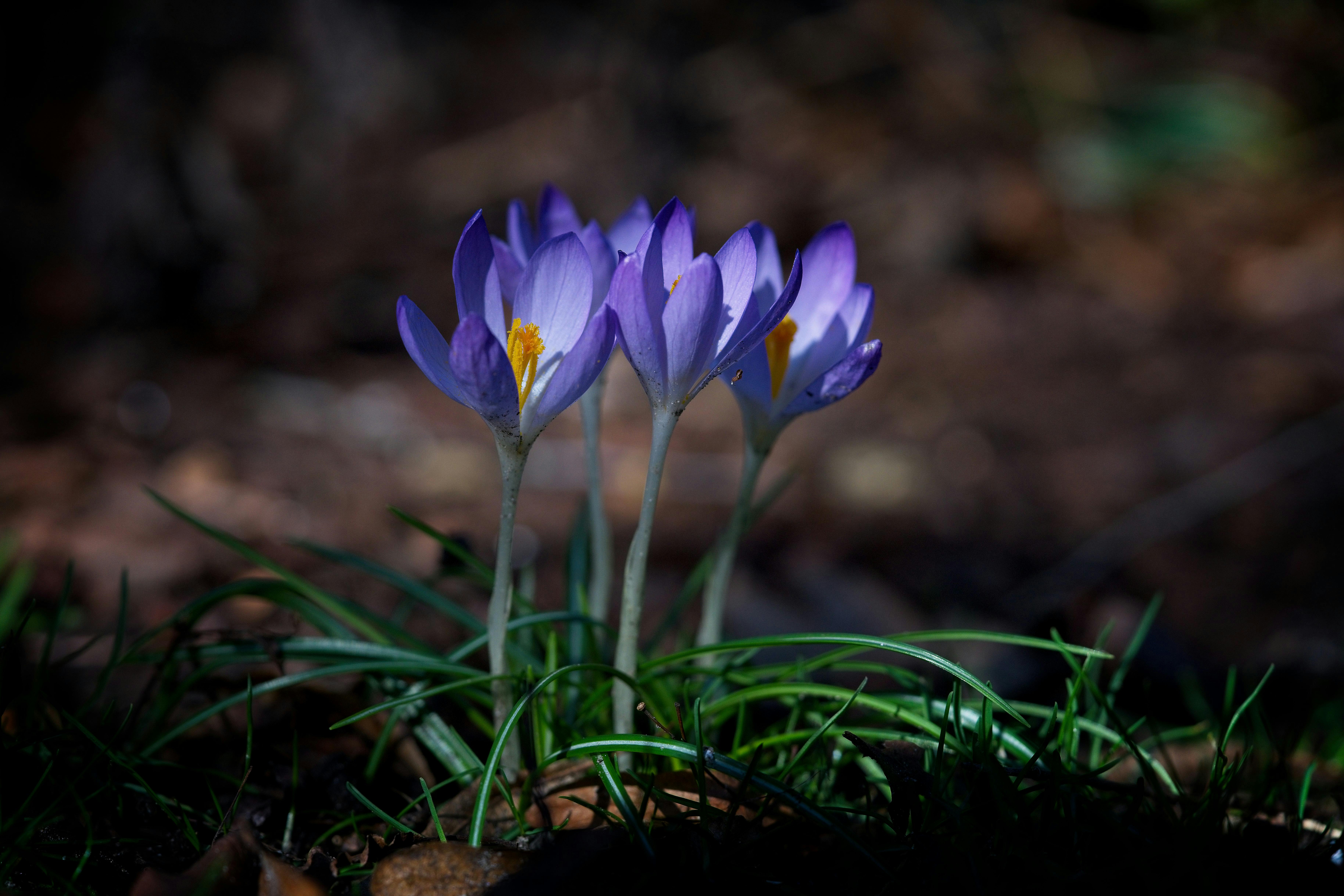 A Blue Crocus Flowers · Free Stock Photo