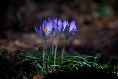 Kostnadsfri bild av blommor, blomning, delikat