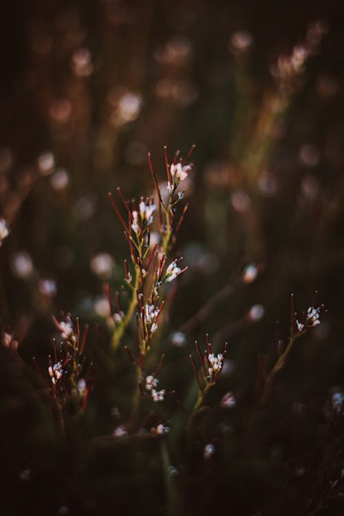 Close Up Photo of Hairy Bittercress