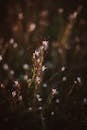 Blume