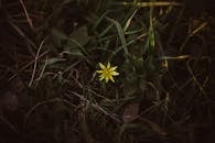 Blume