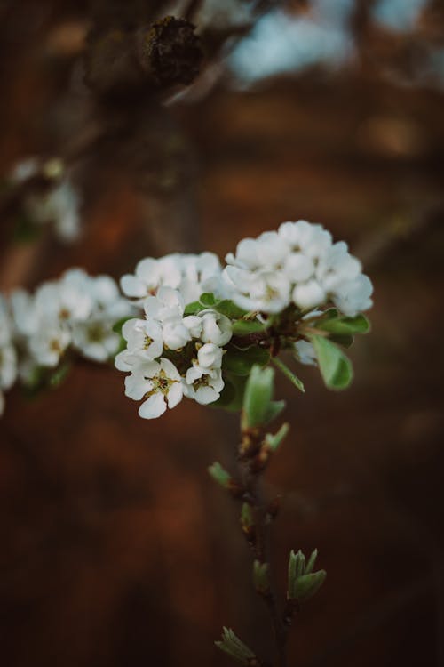 Close Up Photo of White Flowers