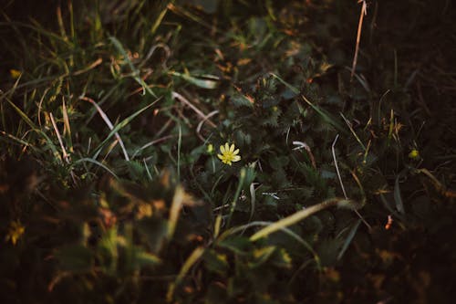 Yellow Flower on Grass Field in Close Up Photography