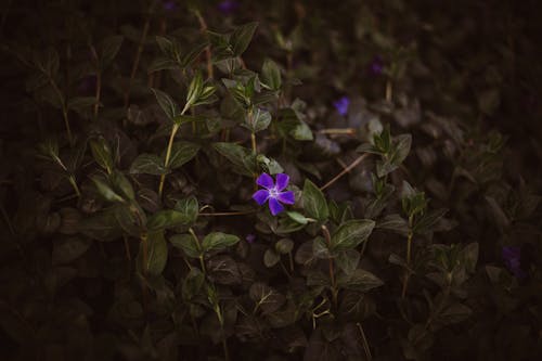 Purple Flower in Close Up Photography