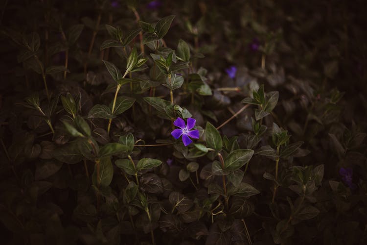 Purple Flower In Close Up Photography