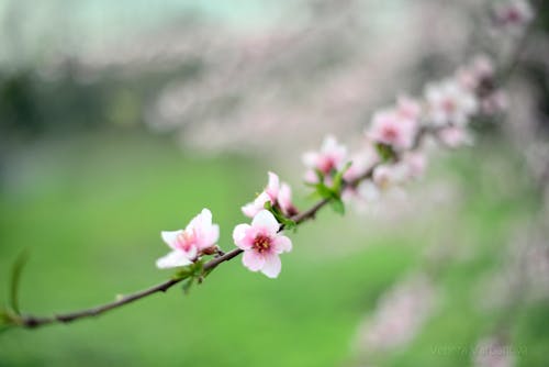 Close Up Photo of Cherry Blossoms