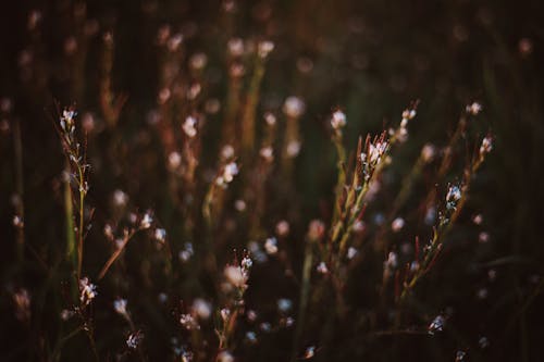 Close Up Photo of Hairy Bittercress